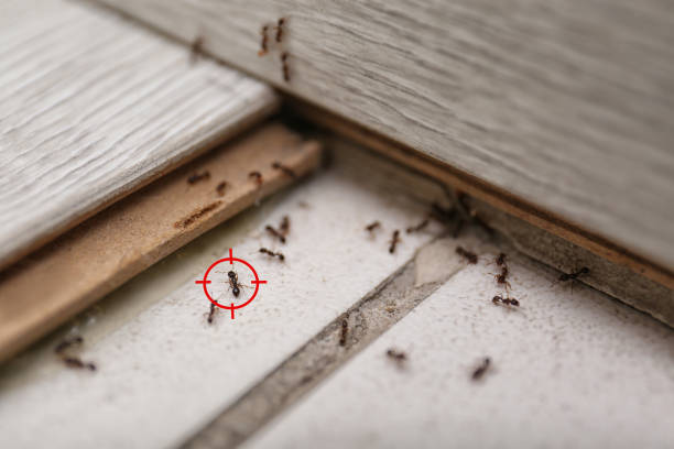 Best Best Pest Control Companies  in Flippin, AR