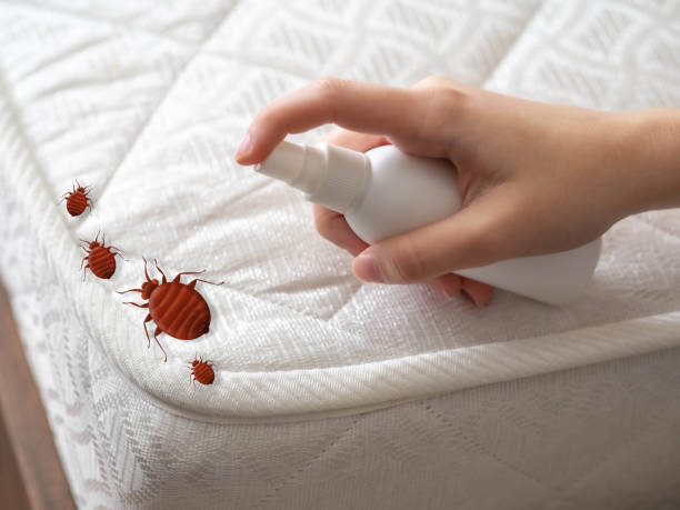 Best Mosquito Control Services  in Flippin, AR