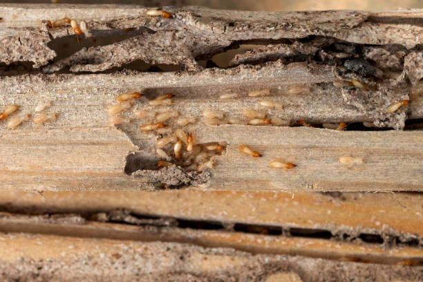 Best Wasp Removal Services  in Flippin, AR